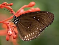 Butterfly Image