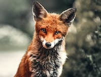 Fox Image