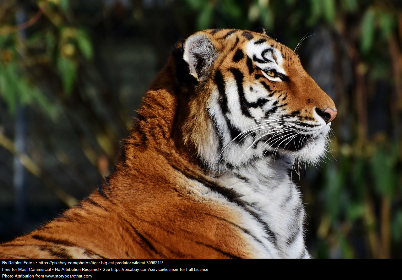 Tiger Image