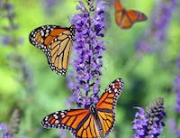 monarch butterfly on purple flower