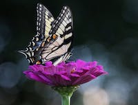 white and black butterfly on bright purple flower