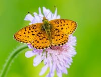 orange butterfly on light pink flower