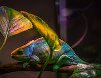 blue and green chameleon