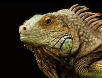 green chameleon headshot