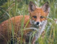 Fox hiding in grass