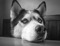 husky begging on table