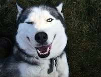 husky smiling