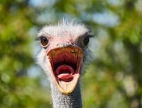 ostrich screaming