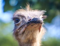 ostrich judgemental