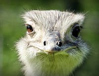 ostrich curious