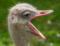 ostrich yawning
