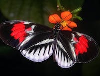 black, white and red butterfly