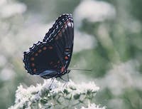 black buterfly on white flower