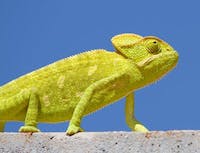 bright green chameleon walking
