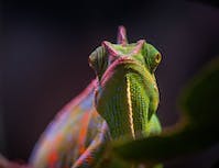 chameleon selfie shot