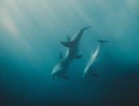 3 dolphins diving