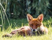 Fox laying in field