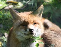 Fox sniffing leaf