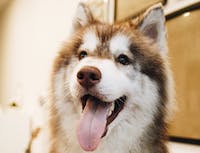 Husky tongue out
