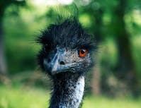 black ostrich